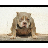american bully tri chocolate valores Cananéia