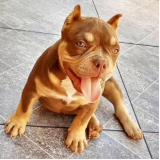 american bully tricolor chocolate Anhanguera