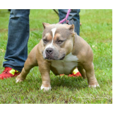 american cachorro bully chocolate valores Guarulhos