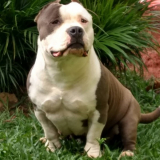american monster bully Campo Limpo Paulista