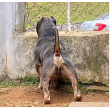 bulldog exotic bully sob encomenda Capão Redondo