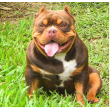 cachorro american bully tricolor chocolate valores Água Bonita