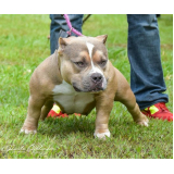 American Bully Trichocolate
