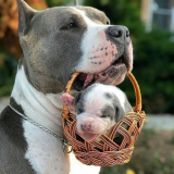 cotação de american bully pitbull terrier Lorena