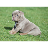 filhote american bully exotic micro valor Cananéia