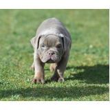 filhote american bully exotic micro Caierias