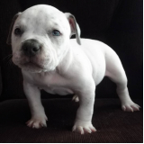 onde vende american bully exotic filhote Cananéia