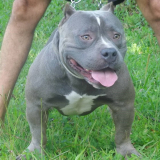 onde vende american bully extreme Litoral