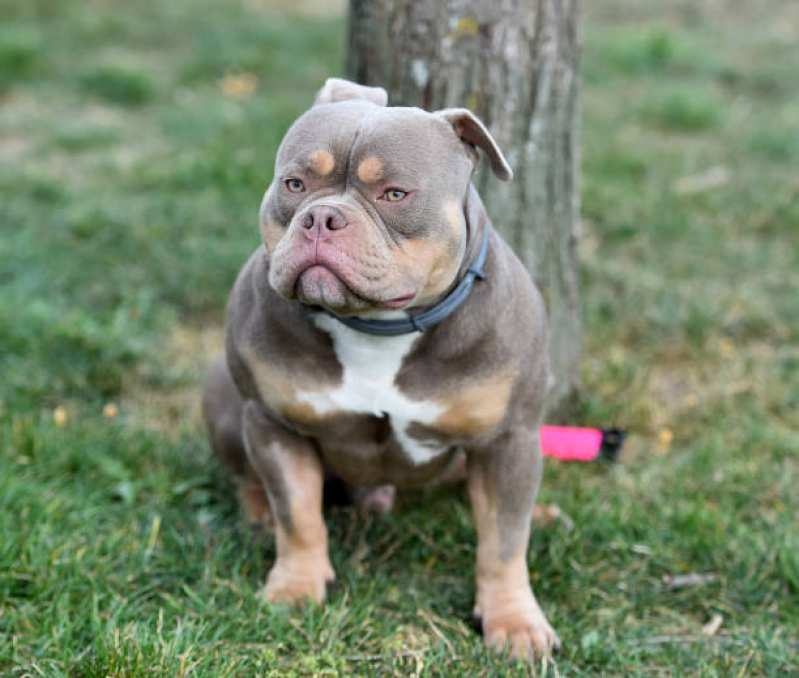 Filhote de American Bully Standard Tchuka Bully Kennel American Bully