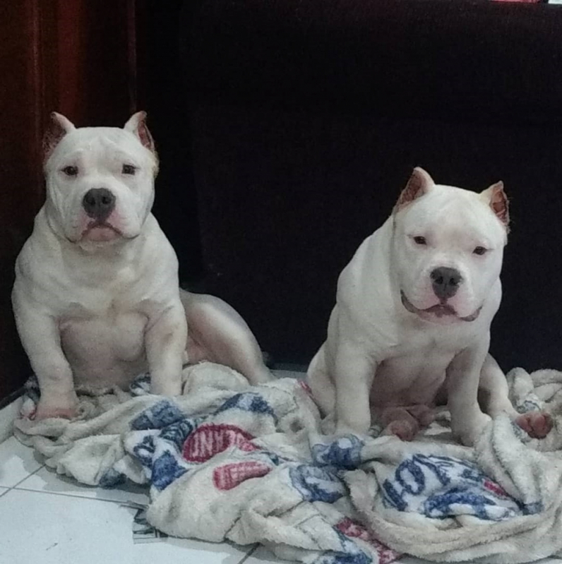 American Bully Standard Branco Tchuka Bully Kennel American Bully em