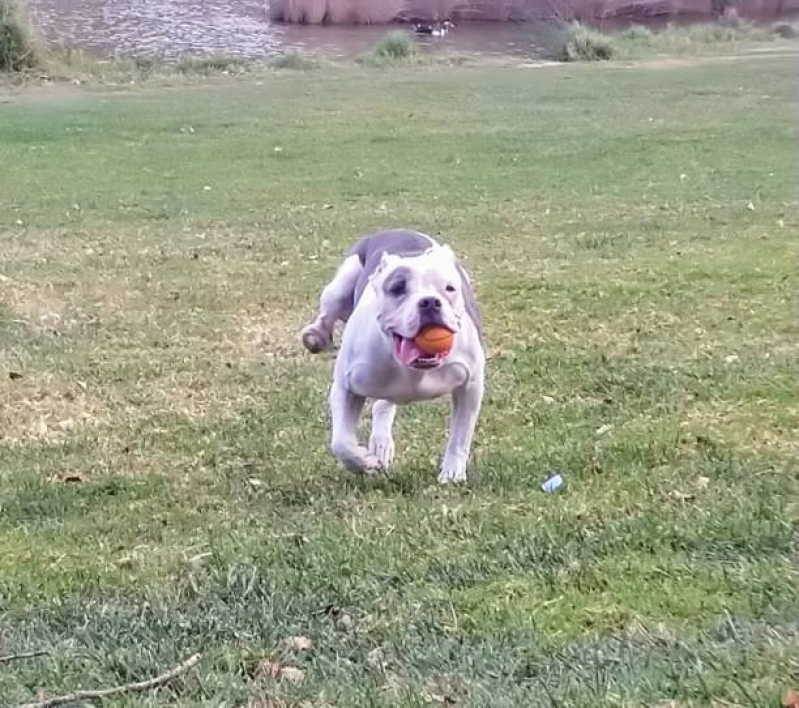 Filhote de American Bully Standard Tchuka Bully Kennel American Bully