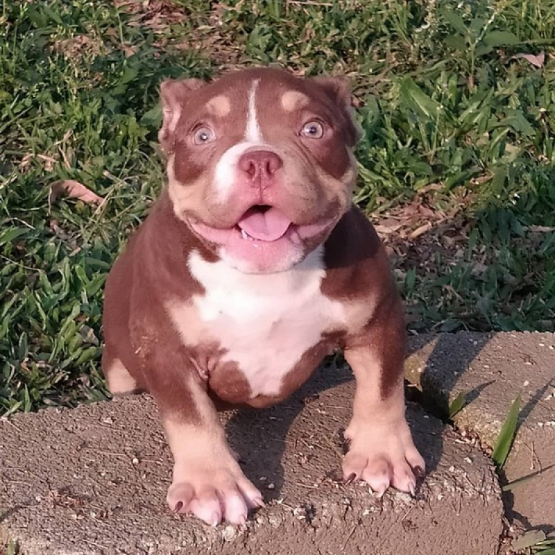 Filhote de Filhote American Bully Tchuka Bully Kennel American Bully