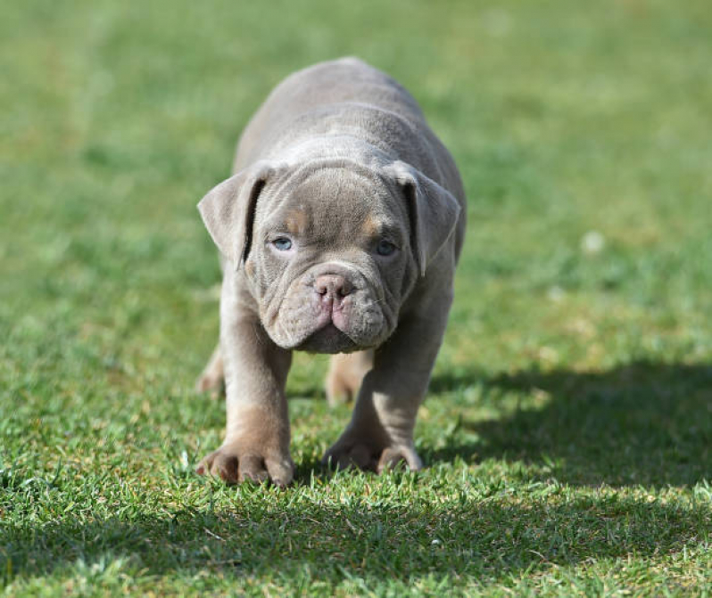 Filhote de American Bully Standard Tchuka Bully Kennel American Bully