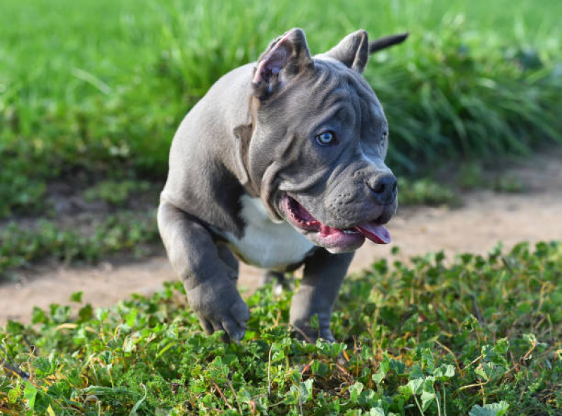 Filhote de American Bully Standard Tchuka Bully Kennel American Bully