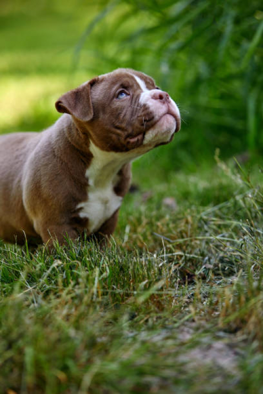 Filhote de American Bully Standard Tchuka Bully Kennel American Bully