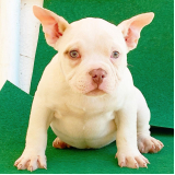american bully exotic filhote Santo André