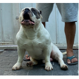 qual o valor de cachorro american bully exotic São Caetano do Sul